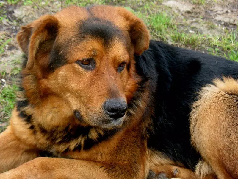 Metis Alabaya (27 foto's): Alabai Mix beschikt met Duitse en Kaukasische Herders, met Husky en Labrador, met een bastaard en andere rassen 23148_11