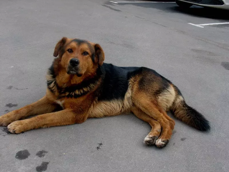 Metis Alabaya (27 fotot): Alabai mix funktsioone Saksa ja Kaukaasia karjased, Husky ja Labrador, koos Mongrel ja teiste tõugude 23148_12