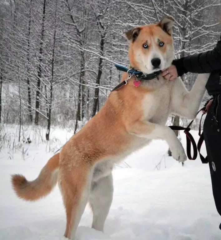 Metis Alabaya (27 slike): Alabai Mix ima sa njemačkim i kavkaske ovčare, sa Husky i Labrador, sa mešanac i druge rase 23148_13