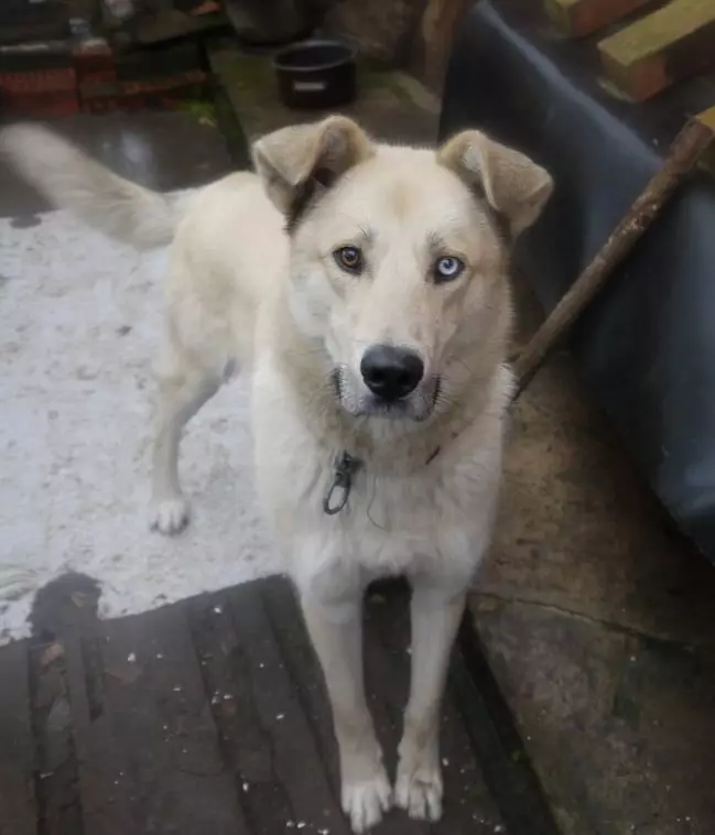 Metis Aabaya (27 Poto): Alabai Campur Fitur sareng Panji Jérman sareng Kaukungan, sareng Huskyor, sareng Huskrade, sareng Mongrel sareng breed sareng breed sareng breed sareng busur sanés 23148_14