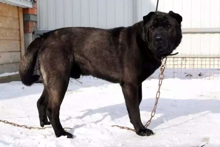 METIS ALABAYA (27 fotogrāfijas): Alabai sajauc iezīmes ar vācu un kaukāziešu ganiem, ar Husky un Labradoru, ar mongrelu un citām šķirnēm 23148_16