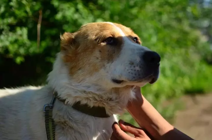 Metis Alabaya (27 fotos): Características de la mezcla de Alabai con pastores alemanes y caucásicos, con husky y labrador, con un mestizo y otras razas 23148_18