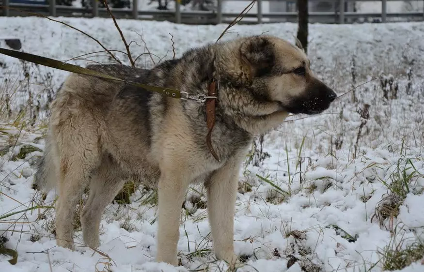 Metis Alabaya (27 รูป): Alabai Mix คุณสมบัติกับคนเลี้ยงแกะเยอรมันและผิวขาวกับ Husky และลาบราดอร์กับ mongrel และสายพันธุ์อื่น ๆ 23148_19