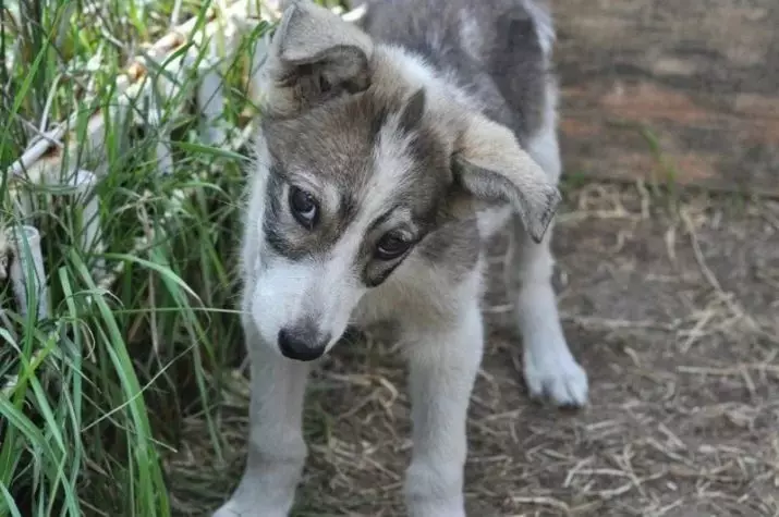 Metis Alabaya (27 myndir): Alabai Mix lögun með þýsku og hvítum hirðar, með Husky og Labrador, með mongrel og öðrum kynjum 23148_2