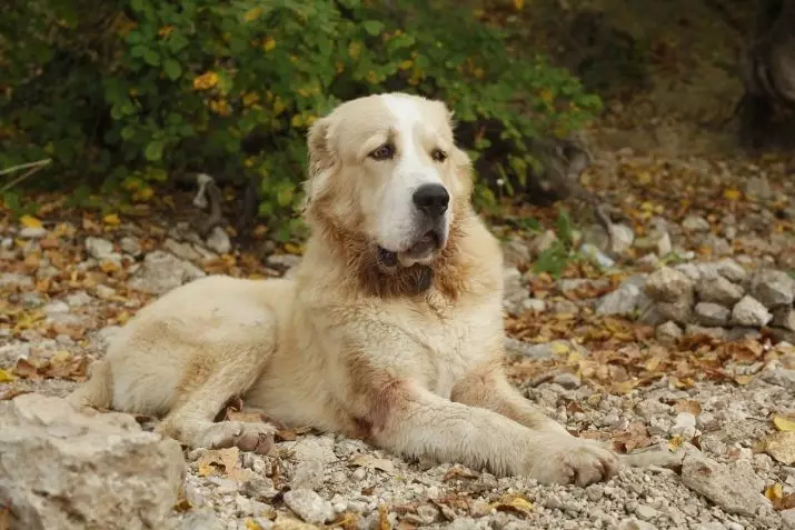 METIS ALABAYA (27 fotiek): Alabai Mix funkcie s nemeckými a kaukazskými pastierami, s Husky a Labradorom, s krížením a ďalšími plemenami 23148_3