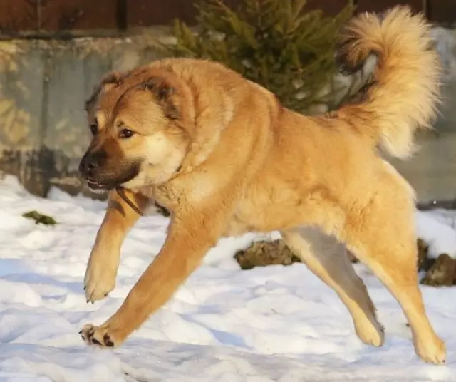 Metis Alabaya (27 fotos): Alabai Mix presenta co alemán e caucasianos pastores, con Husky e Labrador, cun vira-lata e outras razas 23148_5