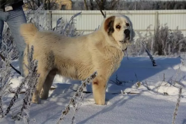 Metis Alabaya (27 فوٽن): Alabai مڪس، جرمن ۽ Caucasian ڌنار سان وچون Husky ۽ Labrador سان هڪ mongrel ۽ ٻين breeds سان 23148_8