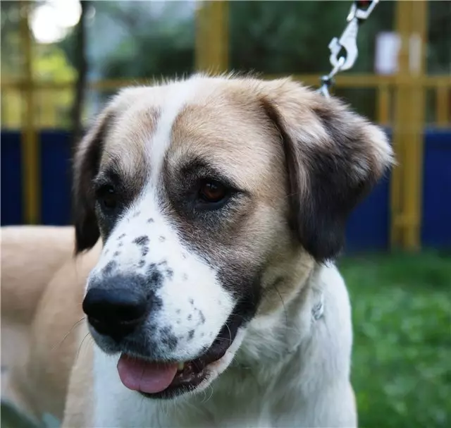 Metis Alabaya (27 Foto): Alabai Mix Ciri-ciri dengan gembala Jerman dan Caucasian, dengan Husky dan Labrador, dengan mongrel dan baka lain 23148_9