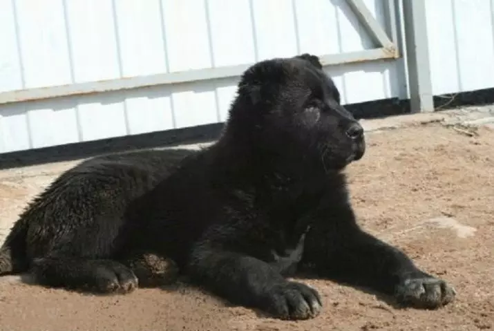 Black Alabai (21 Fotos): Beschreibung der schwarzen Farbwelpen, Charakter von Hunden. Inhalt der erwachsenen zentralen asiatischen Hirten 23149_13