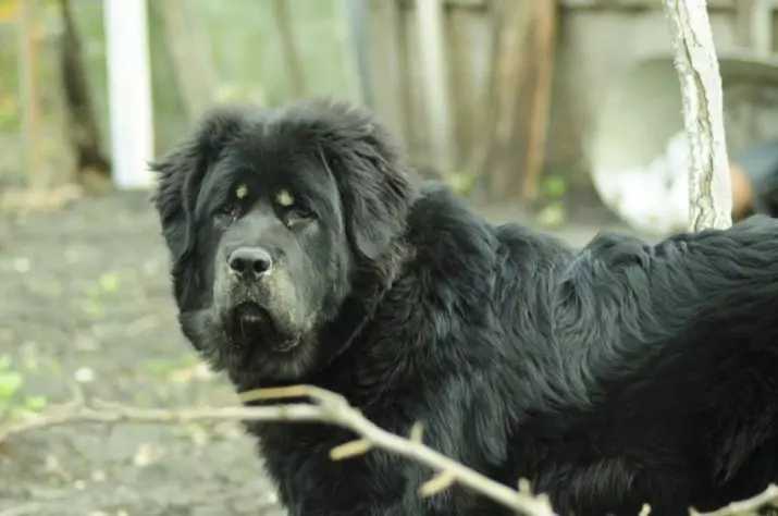 Black Alabai (21 Fotos): Beschreibung der schwarzen Farbwelpen, Charakter von Hunden. Inhalt der erwachsenen zentralen asiatischen Hirten 23149_14