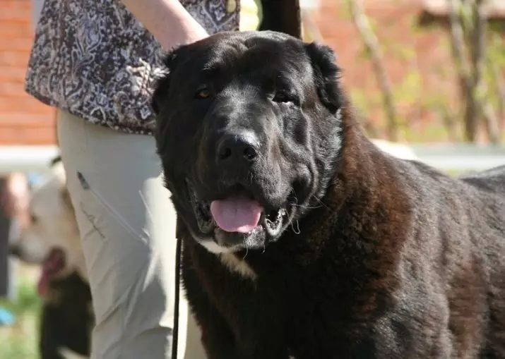 Black Alabai (21 Fotos): Beschreibung der schwarzen Farbwelpen, Charakter von Hunden. Inhalt der erwachsenen zentralen asiatischen Hirten 23149_15