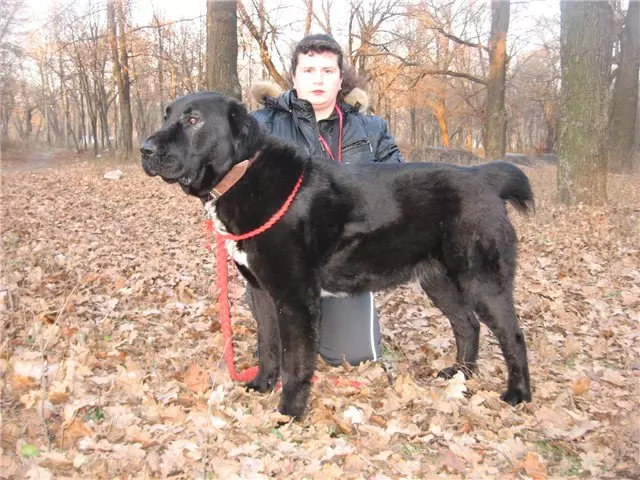 Black Alabai (21 Fotos): Beschreibung der schwarzen Farbwelpen, Charakter von Hunden. Inhalt der erwachsenen zentralen asiatischen Hirten 23149_16