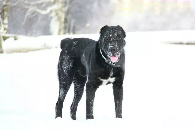 Black Alabai (21 Fotos): Beschreibung der schwarzen Farbwelpen, Charakter von Hunden. Inhalt der erwachsenen zentralen asiatischen Hirten 23149_17