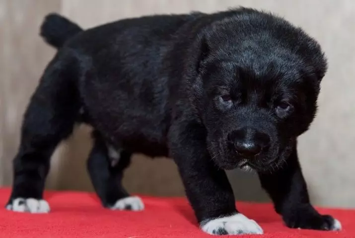 Black Alabai (21 Fotos): Beschreibung der schwarzen Farbwelpen, Charakter von Hunden. Inhalt der erwachsenen zentralen asiatischen Hirten 23149_2