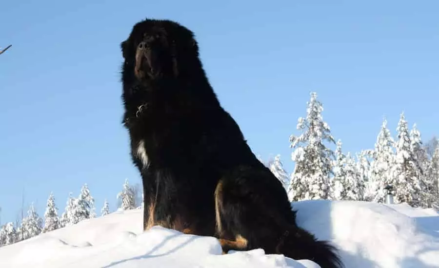 Black Alabai (21 Fotos): Beschreibung der schwarzen Farbwelpen, Charakter von Hunden. Inhalt der erwachsenen zentralen asiatischen Hirten 23149_4