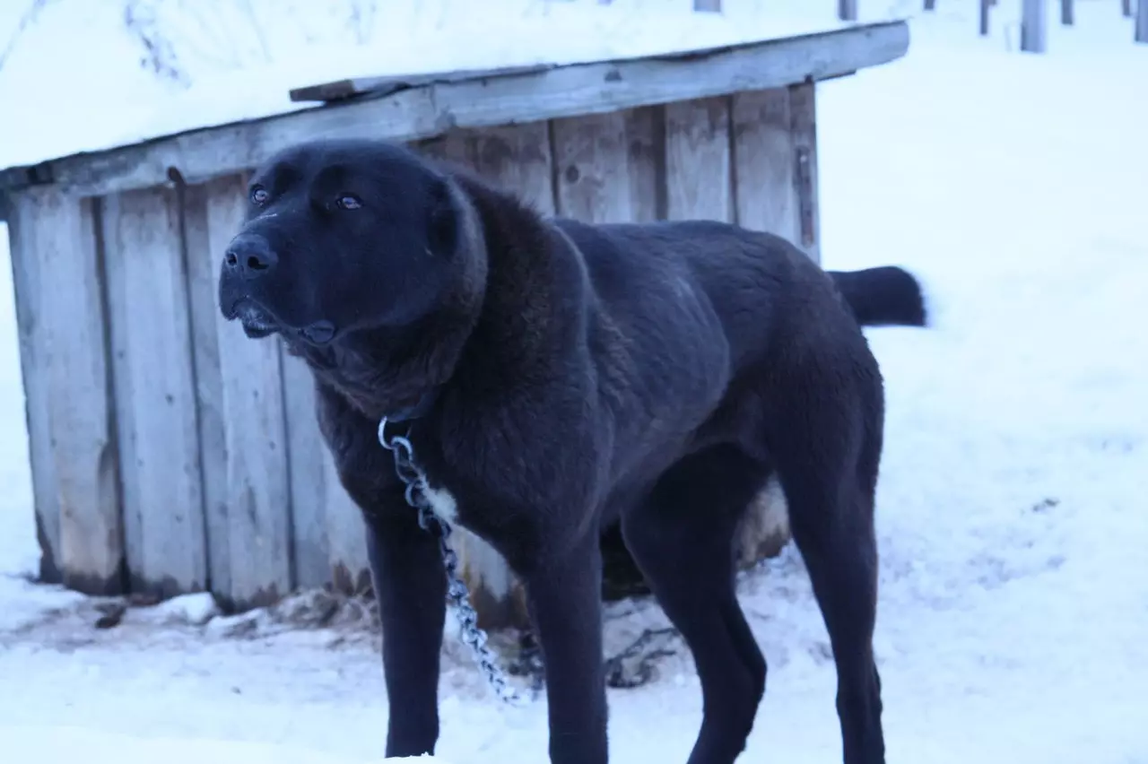 Black Alabai (21 Fotos): Beschreibung der schwarzen Farbwelpen, Charakter von Hunden. Inhalt der erwachsenen zentralen asiatischen Hirten 23149_6