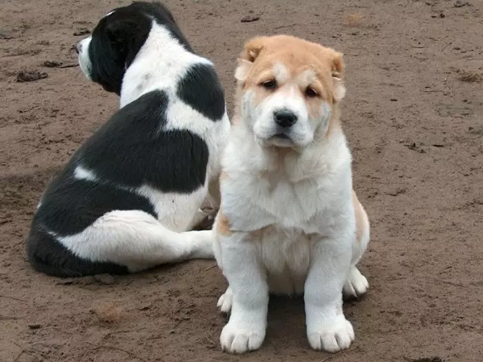 Black Alabai (21 Fotos): Beschreibung der schwarzen Farbwelpen, Charakter von Hunden. Inhalt der erwachsenen zentralen asiatischen Hirten 23149_8