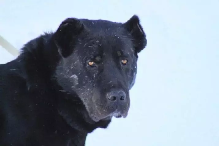 Black Alabai (21 Fotos): Beschreibung der schwarzen Farbwelpen, Charakter von Hunden. Inhalt der erwachsenen zentralen asiatischen Hirten 23149_9