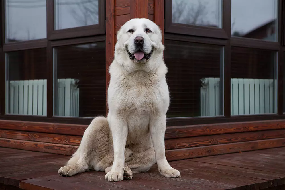 Кликвания за алабай: Красиви и смешни имена, които могат да бъдат наречени кученце и възрастни кучета 23150_8