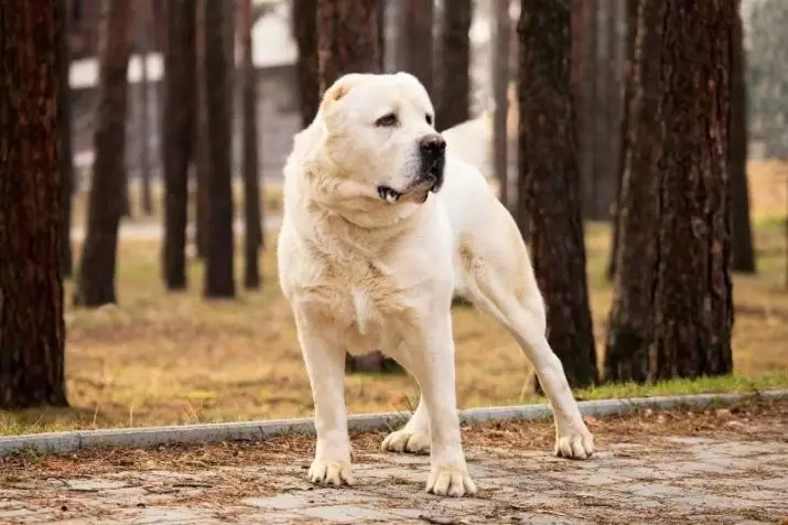Alabaev ir kaukazo pholio palyginimas (28 nuotraukos): koks yra skirtumas tarp šunų? Kuris iš jų yra daugiau? Kas yra geriau pasirinkti? 23152_10