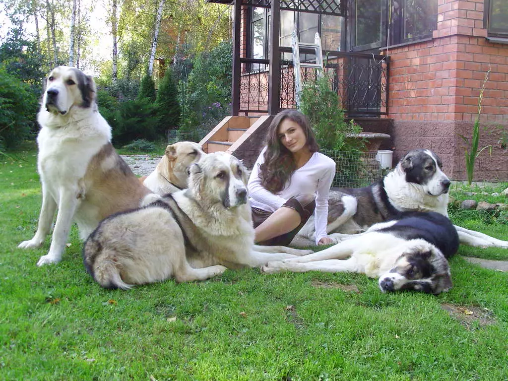 Confronto di Alabaev e caucasici Shepherders (28 foto): Qual è la differenza tra cani in natura? Quale di loro è più? Chi è meglio scegliere? 23152_11