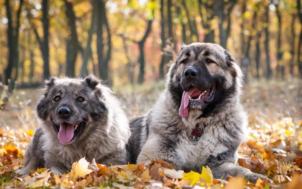مقایسه چوپانان Alabaev و قفقاز (28 عکس): تفاوت بین سگ ها در طبیعت چیست؟ کدام یک از آنها بیشتر است؟ چه کسی بهتر است انتخاب شود؟ 23152_12