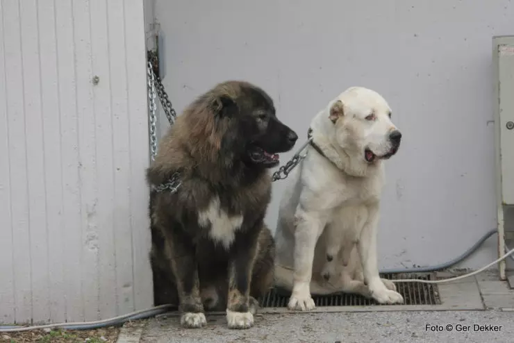 Alabaev ir kaukazo pholio palyginimas (28 nuotraukos): koks yra skirtumas tarp šunų? Kuris iš jų yra daugiau? Kas yra geriau pasirinkti? 23152_13