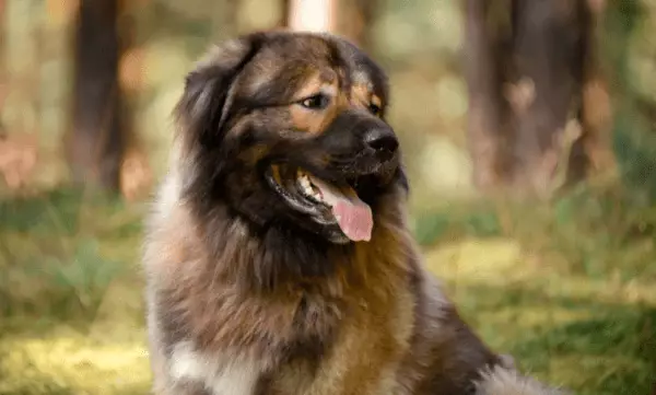 Usporedba Alabaev i Kavkaza Shepherders (28 fotografije): Koja je razlika između pasa u prirodi? Koja od njih je više? Tko je bolje izabrati? 23152_15