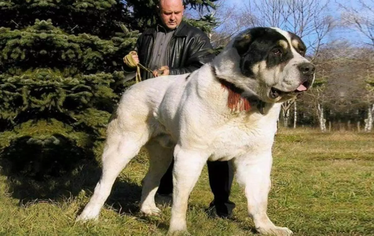 Sammenligning av Alabaev og Kaukasiske Shepherders (28 bilder): Hva er forskjellen mellom hunder i naturen? Hvilken av dem er mer? Hvem er bedre å velge? 23152_17