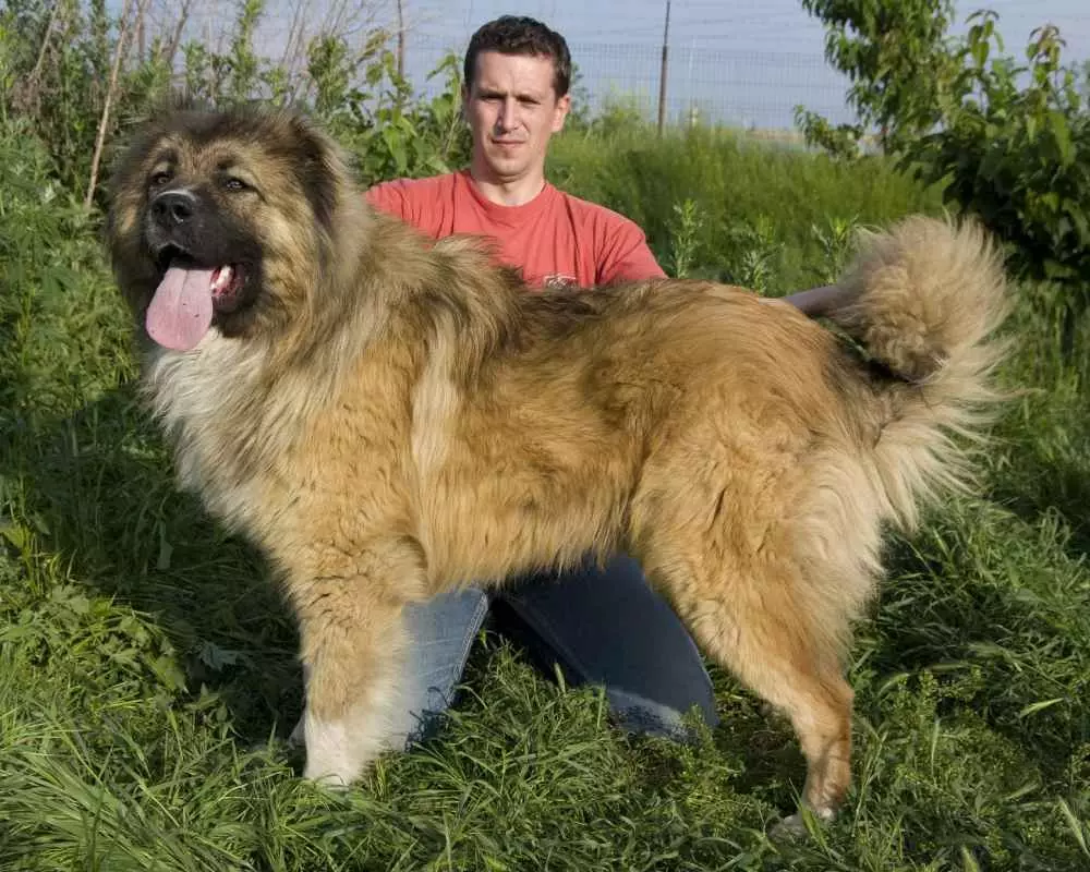 Vergelijking van Alabaev en Kaukasische herders (28 foto's): wat is het verschil tussen honden in de natuur? Welke van hen is meer? Wie is beter om te kiezen? 23152_18