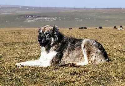 Comparació de Alabaev i caucàsics Shepherders (28 fotos): Quina és la diferència entre els gossos a la natura? Quin d'ells és més? Qui és millor triar? 23152_19