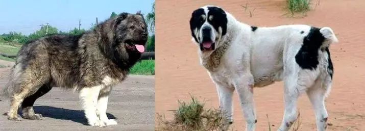 Comparación de Alabaev e Pazentes Caucásicos (28 fotos): Cal é a diferenza entre os cans da natureza? Cal deles é máis? Quen é mellor escoller? 23152_2
