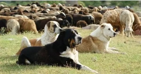 Usporedba Alabaev i Kavkaza Shepherders (28 fotografije): Koja je razlika između pasa u prirodi? Koja od njih je više? Tko je bolje izabrati? 23152_20