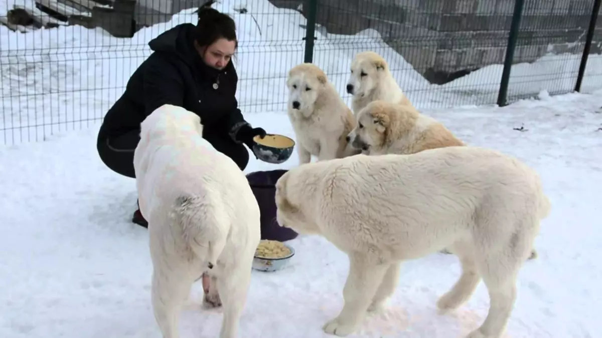 Confronto di Alabaev e caucasici Shepherders (28 foto): Qual è la differenza tra cani in natura? Quale di loro è più? Chi è meglio scegliere? 23152_24