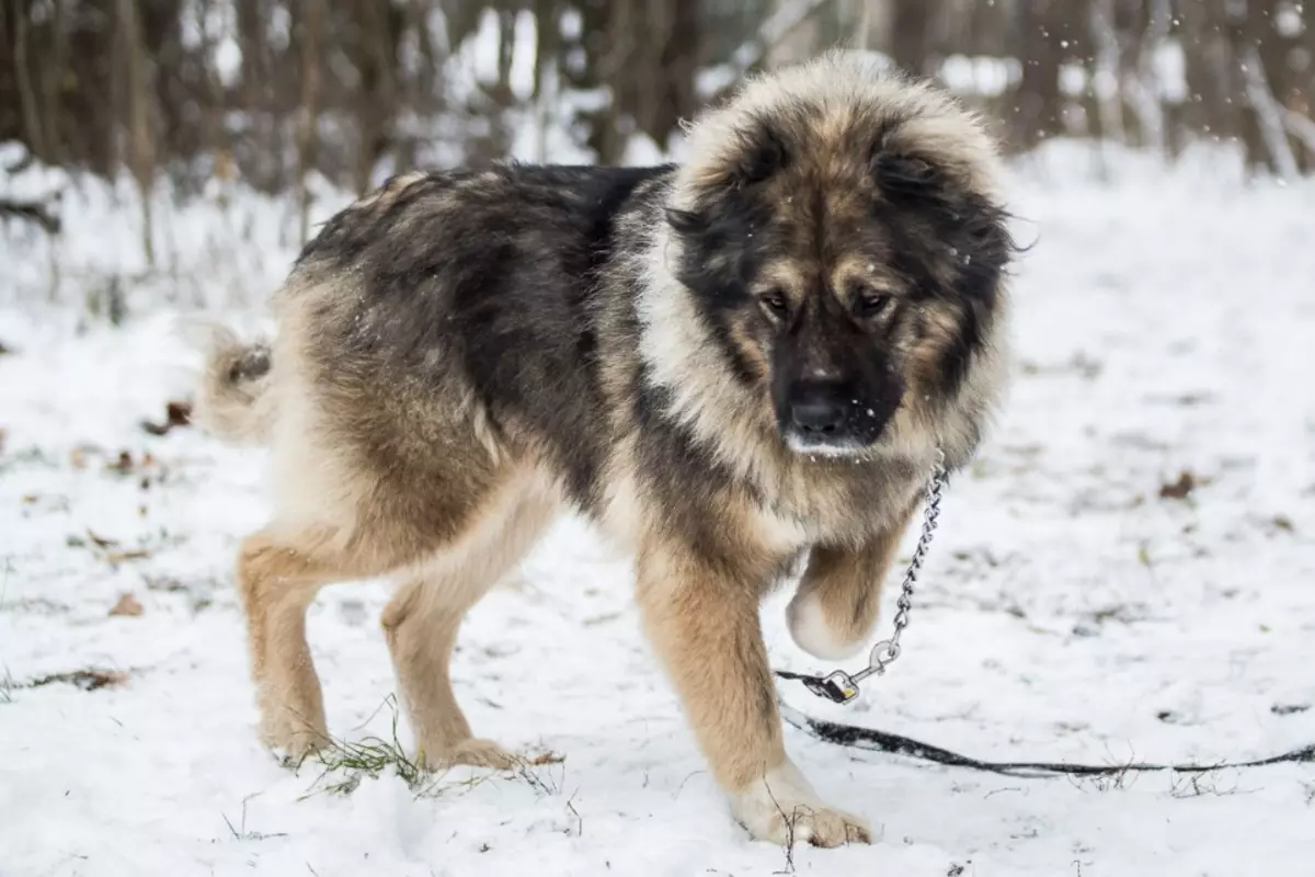 Comparaison des bergers de Alabaev et de caucases (28 photos): Quelle est la différence entre les chiens dans la nature? Lequel d'entre eux est plus? Qui vaut mieux choisir? 23152_26