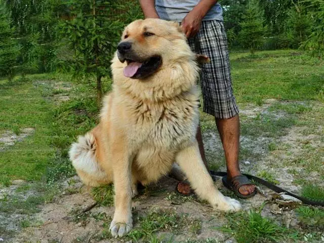 Comparación de Alabaev e Pazentes Caucásicos (28 fotos): Cal é a diferenza entre os cans da natureza? Cal deles é máis? Quen é mellor escoller? 23152_27