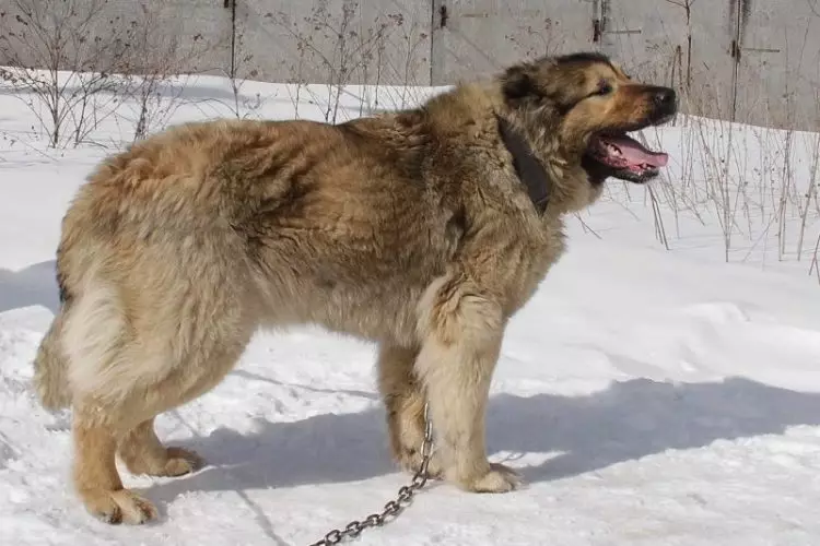Porovnanie Alabaev a Kaukazských pastierov (28 fotografií): Aký je rozdiel medzi psom v prírode? Ktorý z nich je viac? Kto je lepšie vybrať si? 23152_28