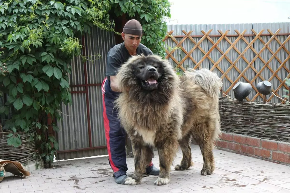 Confronto di Alabaev e caucasici Shepherders (28 foto): Qual è la differenza tra cani in natura? Quale di loro è più? Chi è meglio scegliere? 23152_4