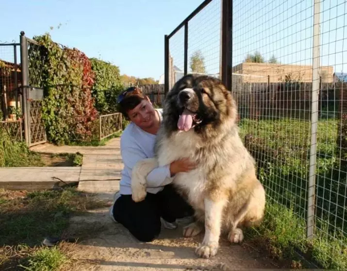 Confronto di Alabaev e caucasici Shepherders (28 foto): Qual è la differenza tra cani in natura? Quale di loro è più? Chi è meglio scegliere? 23152_5