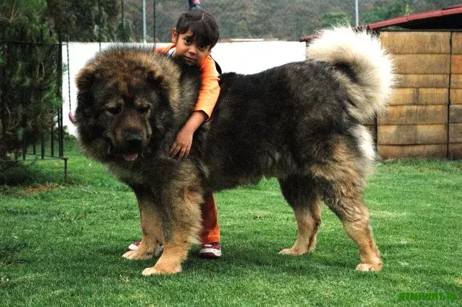 Võrdlus Alabaev ja Kaukaasia Shephersters (28 fotot): Mis vahe on koerte vahel looduses? Milline neist on rohkem? Kes on parem valida? 23152_6