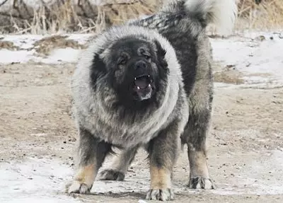 Confronto di Alabaev e caucasici Shepherders (28 foto): Qual è la differenza tra cani in natura? Quale di loro è più? Chi è meglio scegliere? 23152_7