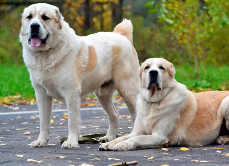 مقایسه چوپانان Alabaev و قفقاز (28 عکس): تفاوت بین سگ ها در طبیعت چیست؟ کدام یک از آنها بیشتر است؟ چه کسی بهتر است انتخاب شود؟ 23152_8