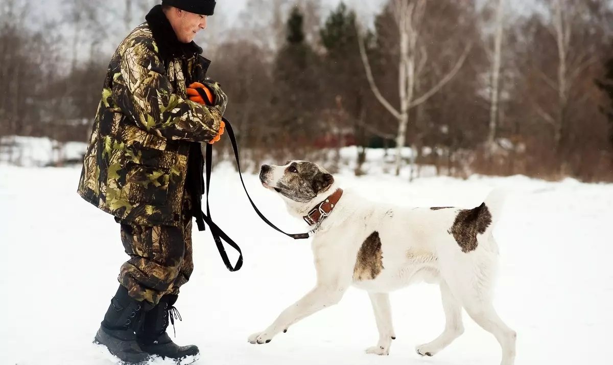 تربیت Alabaya: گھر میں ایک کتے کو درست طریقے سے کیسے لانے کے لئے؟ تحفظ کے لئے ٹریننگ کتے کی خصوصیات. وسطی ایشیا ڈاگ ٹریننگ گائیڈ 23154_11