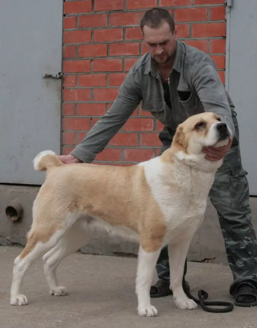 تربیت Alabaya: گھر میں ایک کتے کو درست طریقے سے کیسے لانے کے لئے؟ تحفظ کے لئے ٹریننگ کتے کی خصوصیات. وسطی ایشیا ڈاگ ٹریننگ گائیڈ 23154_13