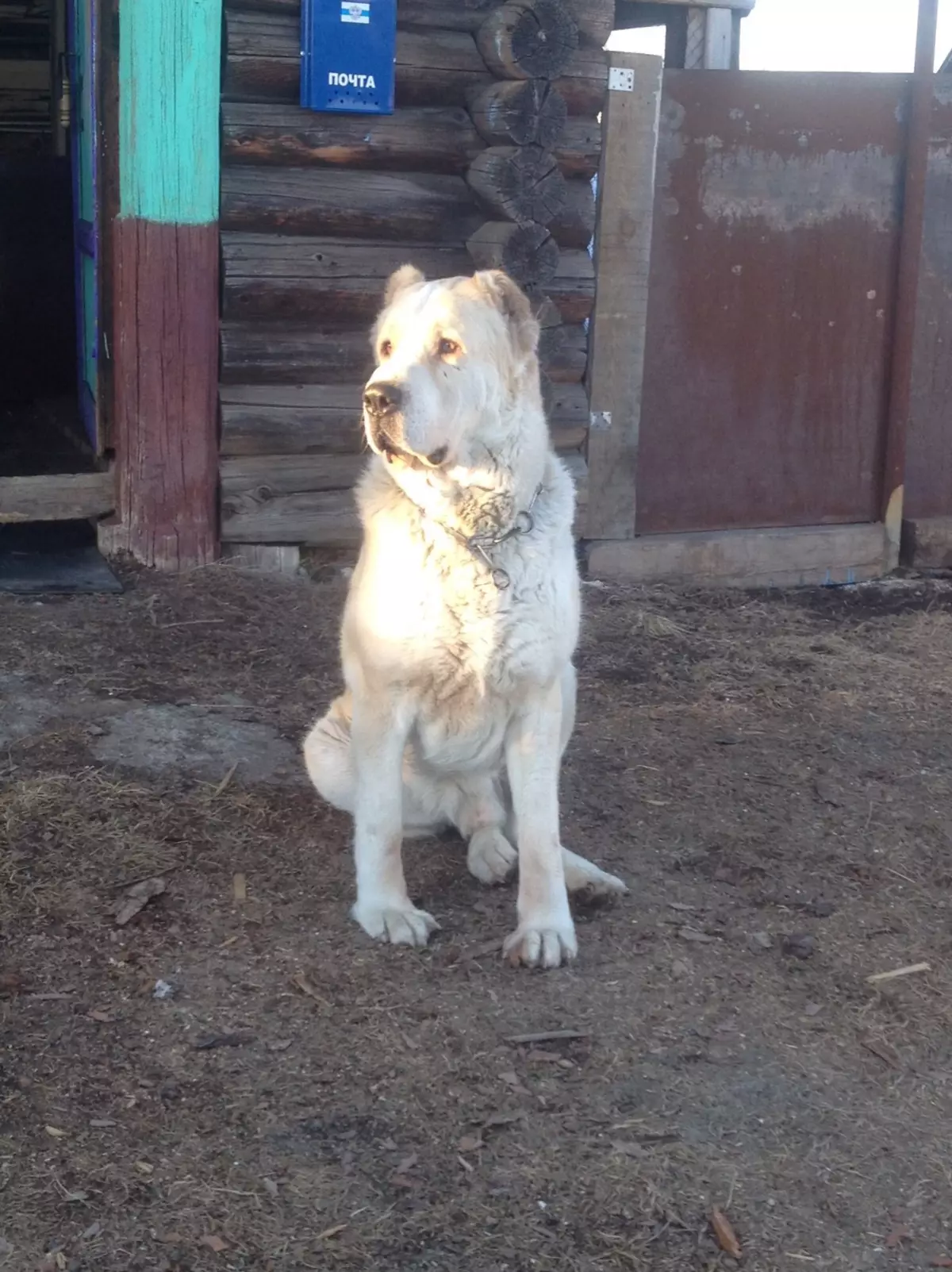 تربیت Alabaya: گھر میں ایک کتے کو درست طریقے سے کیسے لانے کے لئے؟ تحفظ کے لئے ٹریننگ کتے کی خصوصیات. وسطی ایشیا ڈاگ ٹریننگ گائیڈ 23154_17