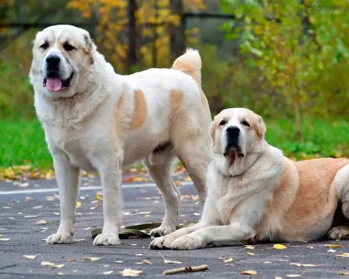 تربیت Alabaya: گھر میں ایک کتے کو درست طریقے سے کیسے لانے کے لئے؟ تحفظ کے لئے ٹریننگ کتے کی خصوصیات. وسطی ایشیا ڈاگ ٹریننگ گائیڈ 23154_19