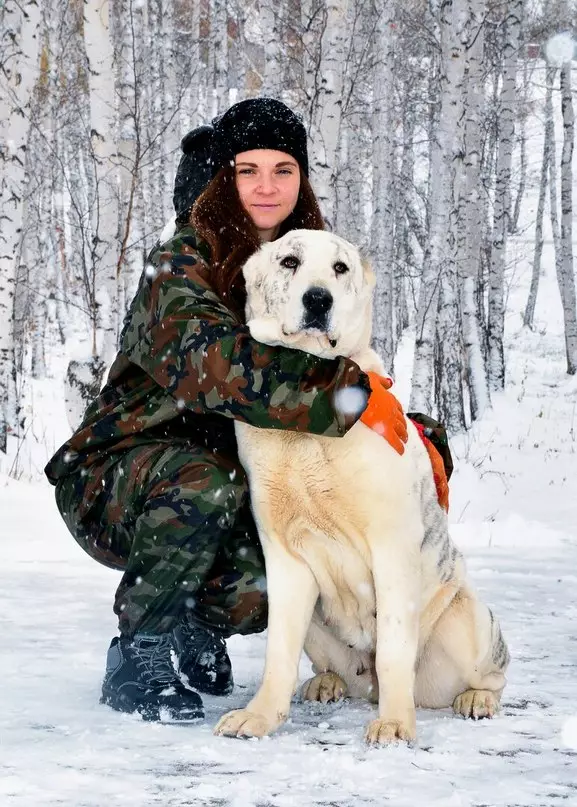 تربیت Alabaya: گھر میں ایک کتے کو درست طریقے سے کیسے لانے کے لئے؟ تحفظ کے لئے ٹریننگ کتے کی خصوصیات. وسطی ایشیا ڈاگ ٹریننگ گائیڈ 23154_2