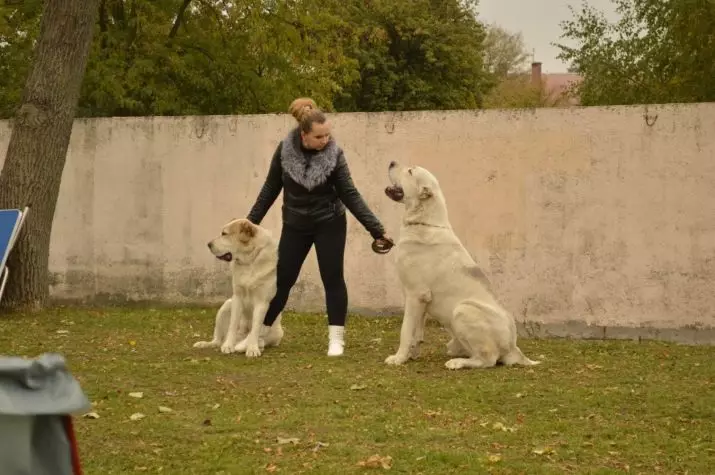 تربیت Alabaya: گھر میں ایک کتے کو درست طریقے سے کیسے لانے کے لئے؟ تحفظ کے لئے ٹریننگ کتے کی خصوصیات. وسطی ایشیا ڈاگ ٹریننگ گائیڈ 23154_20