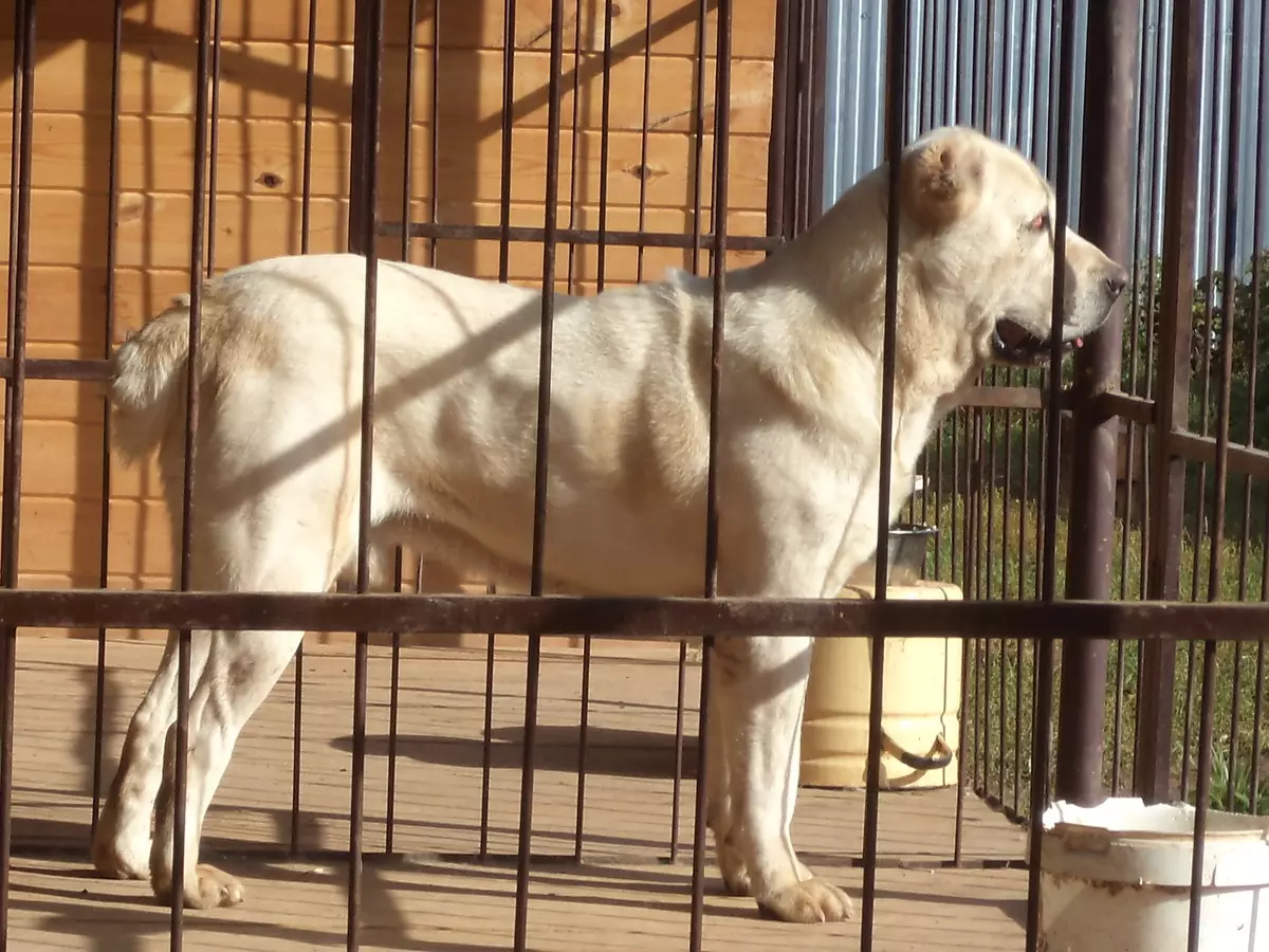 تربیت Alabaya: گھر میں ایک کتے کو درست طریقے سے کیسے لانے کے لئے؟ تحفظ کے لئے ٹریننگ کتے کی خصوصیات. وسطی ایشیا ڈاگ ٹریننگ گائیڈ 23154_21
