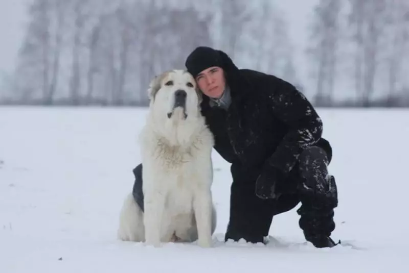 تربیت Alabaya: گھر میں ایک کتے کو درست طریقے سے کیسے لانے کے لئے؟ تحفظ کے لئے ٹریننگ کتے کی خصوصیات. وسطی ایشیا ڈاگ ٹریننگ گائیڈ 23154_22